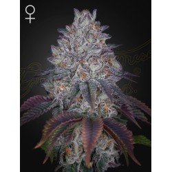KING'S TART · Green House Seeds · kenevir tohumu · Disi · Fem