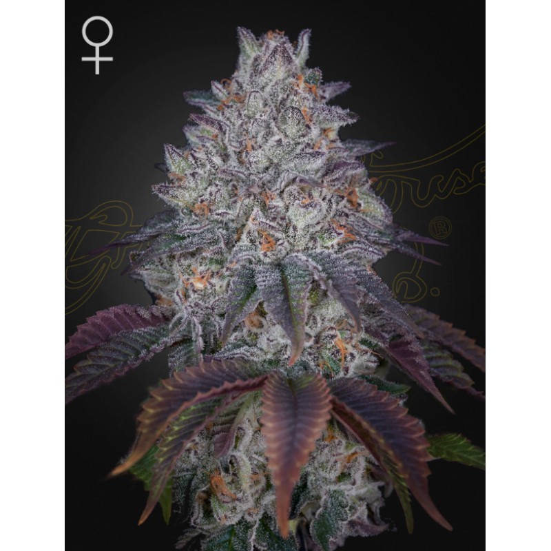 KING'S TART · Green House Seeds · cannabis seeds · Fem