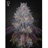 KING'S TART · Green House Seeds · kenevir tohumu · Disi · Fem