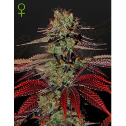 KING´S  KUSH AUTO · Green House Seeds · cannabis seeds · AutoFem