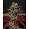 KING´S  KUSH AUTO · Green House Seeds · cannabis seeds · AutoFem