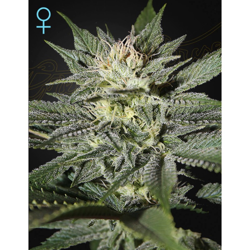 KING’S KUSH CBD · Green House Seeds · cannabis seeds · Fem