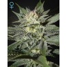 KING’S KUSH CBD · Green House Seeds · cannabis seeds · Fem