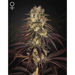 KONGS KRUSH · Green House Seeds · kenevir tohum · Disi · Fem