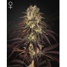 KONGS KRUSH · Green House Seeds · cannabis seeds · Fem
