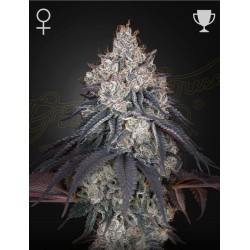 LEMON ORANGE · Green House Seeds · cannabis seeds · Fem