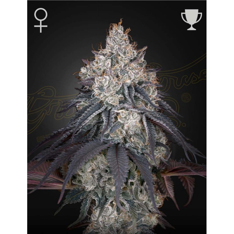 LEMON ORANGE · Green House Seeds · kenevir tohum · Disi · Fem