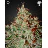 LEMON SKUNK · Green House Seeds · kenevir tohum · Disi · Fem