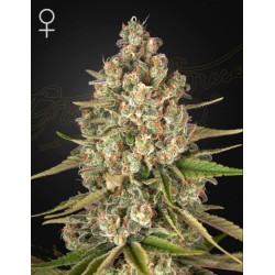 LOST PEARL · Green House Seeds · cannabis seeds · Fem