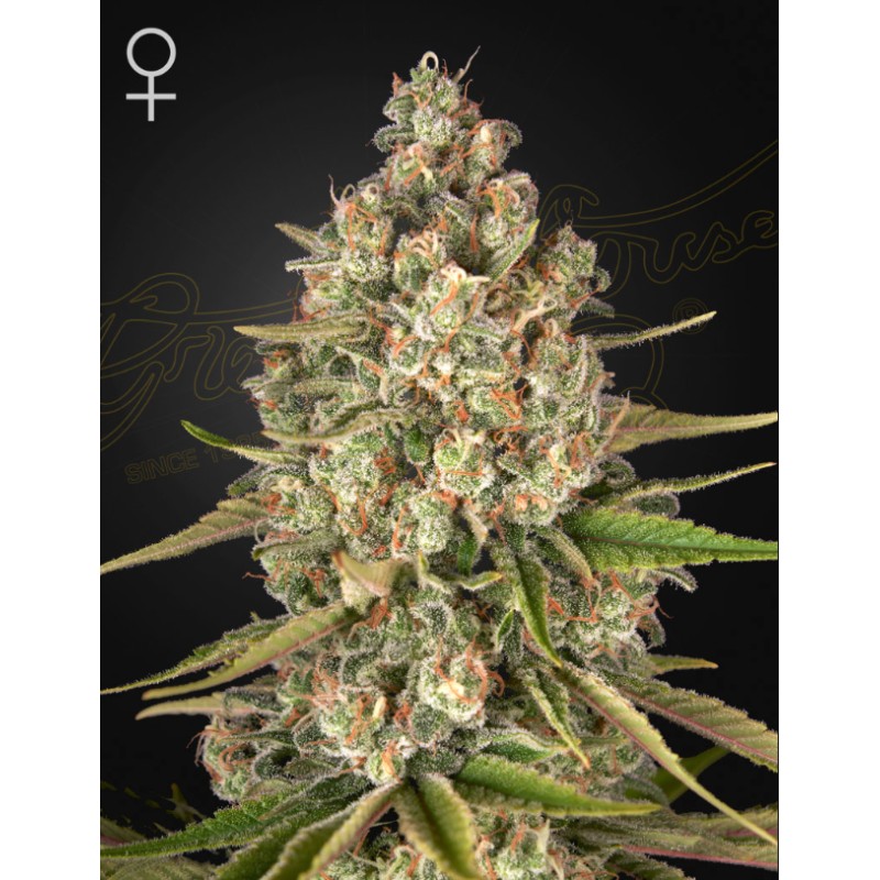 LOST PEARL · Green House Seeds · cannabis seeds · Fem