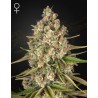LOST PEARL · Green House Seeds · kenevir tohum · Disi · Fem