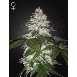 MILKY DREAMS · Green House Seeds · kenevir tohumu · Disi · Fem