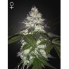 MILKY DREAMS · Green House Seeds · kenevir tohumu · Disi · Fem