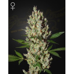 MOBY DICK · Green House Seeds · cannabis seeds · Fem