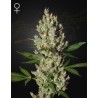 MOBY DICK · Green House Seeds · kenevir tohum · Disi · Fem