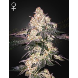 MOWEETO · Green House Seeds · cannabis seeds · Fem