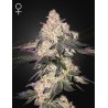 MOWEETO · Green House Seeds · cannabis seeds · Fem