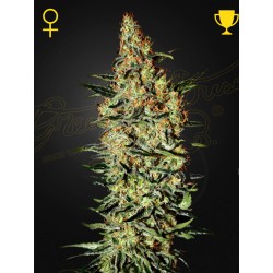 NEVILLE'S HAZE · Green House Seeds · kenevir tohum · Disi · Fem
