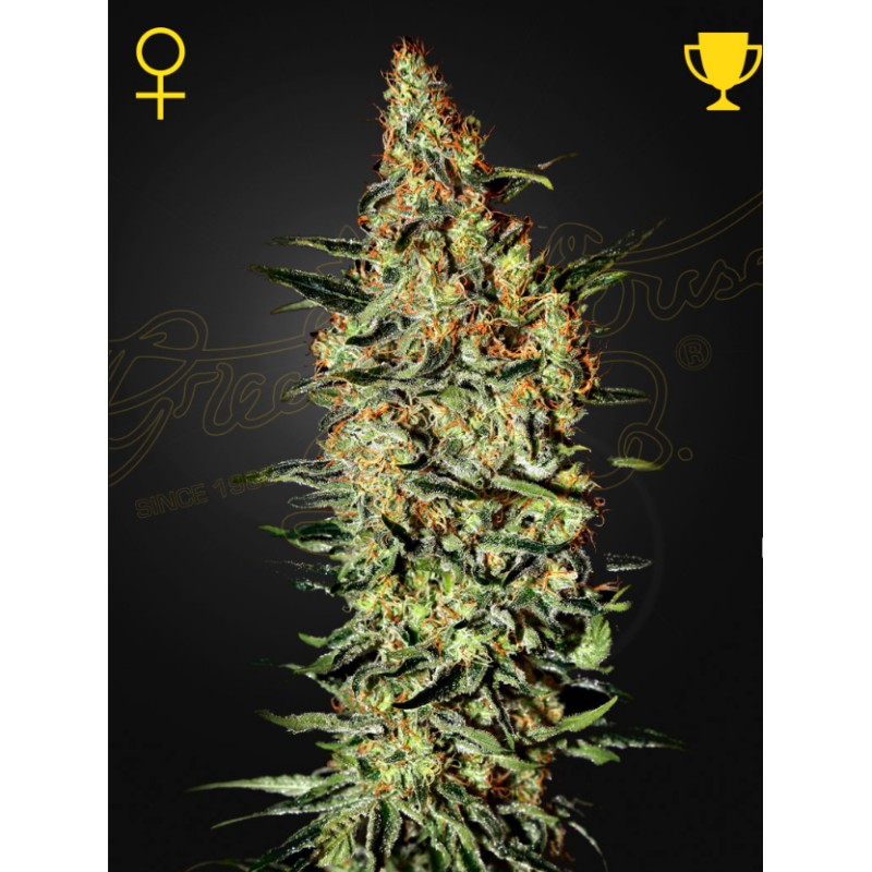 NEVILLE'S HAZE · Green House Seeds · kenevir tohum · Disi · Fem