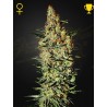 NEVILLE'S HAZE · Green House Seeds · kenevir tohum · Disi · Fem