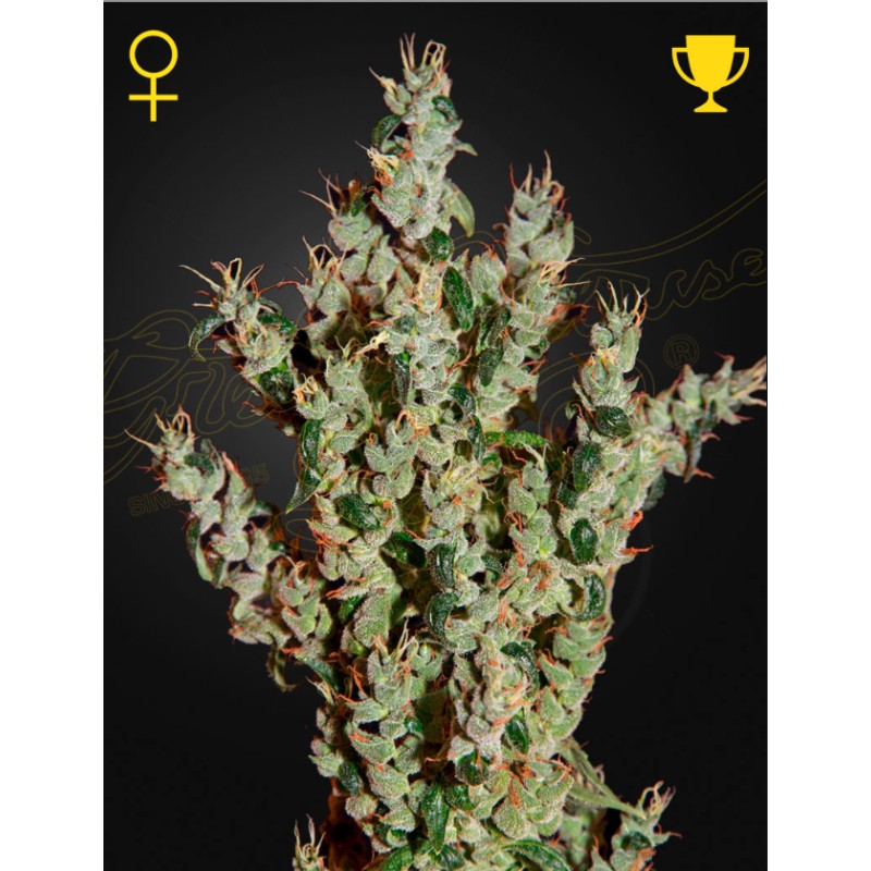 NL5 HAZE MIST · Green House Seeds · kenevir tohum · Fem