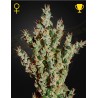 NL5 HAZE MIST · Green House Seeds · kenevir tohum · Fem