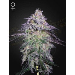 NORI CAKE · Green House Seeds · kenevir tohumu · Disi · Fem