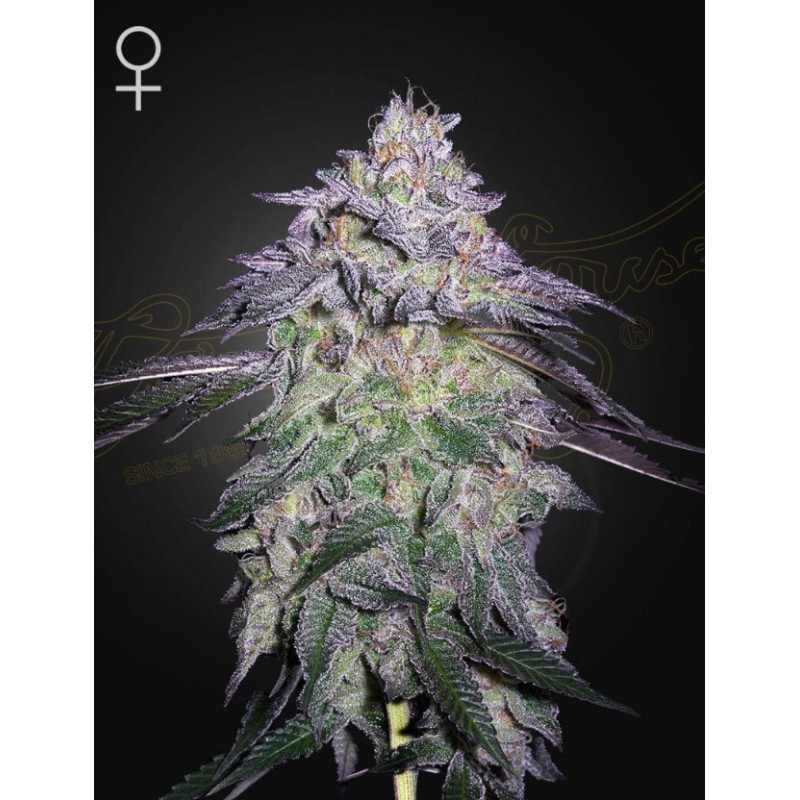 NORI CAKE · Green House Seeds · cannabis seeds · Fem