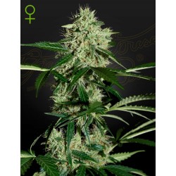 NORTHERN LIGHTS AUTO · Green House Seeds · cannabis seeds · Auto Fem