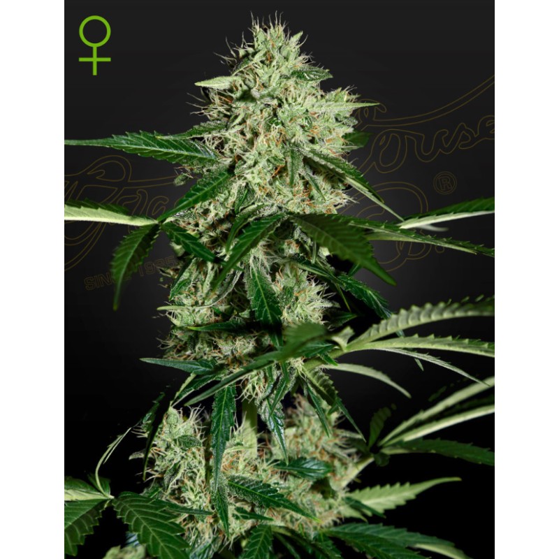 NORTHERN LIGHTS AUTO · Green House Seeds · kenevir tohum · Disi · Auto Fem