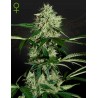 NORTHERN LIGHTS AUTO · Green House Seeds · cannabis seeds · Auto Fem