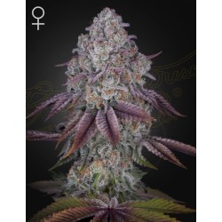 PERSIAN PIE · Green House Seeds · kenevir tohum · Disi · Fem