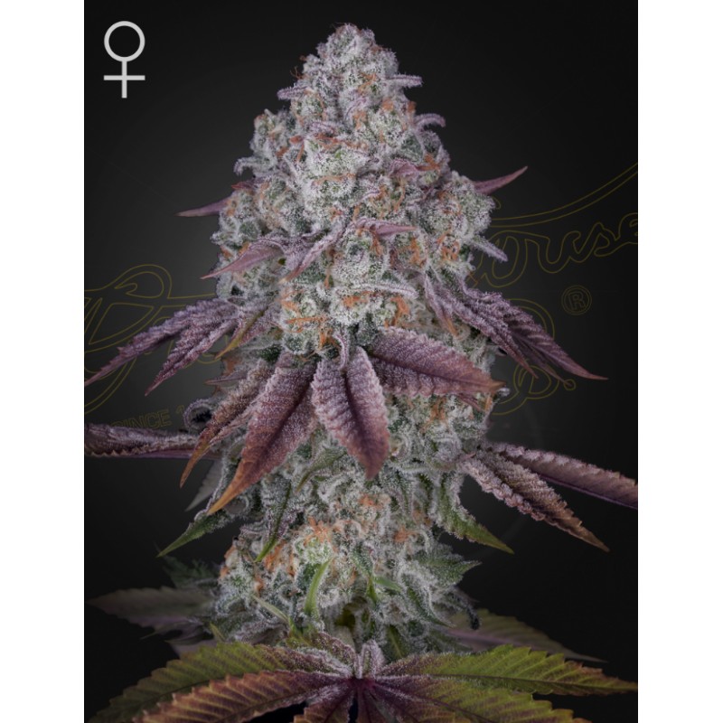 PERSIAN PIE · Green House Seeds · kenevir tohum · Disi · Fem