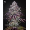 PERSIAN PIE · Green House Seeds · kenevir tohum · Disi · Fem