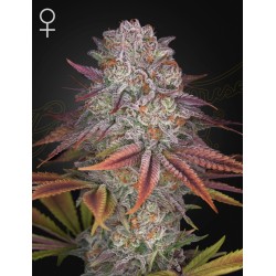 PULP FRICTION · Green House Seeds · kenevir tohum · Disi · Fem