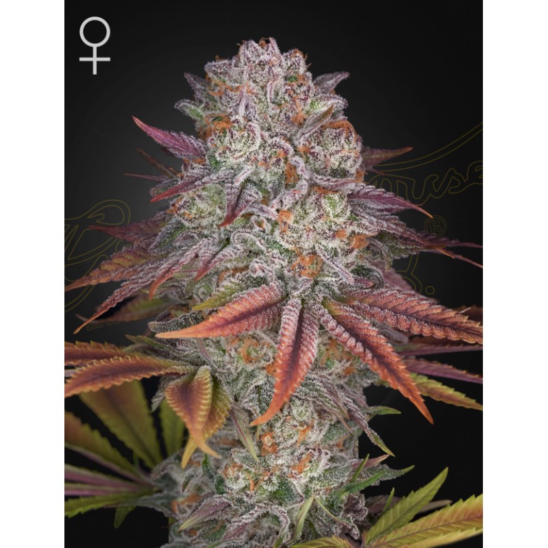 PULP FRICTION · Green House Seeds · cannabis seeds · Fem