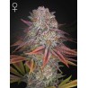 PULP FRICTION · Green House Seeds · kenevir tohum · Disi · Fem