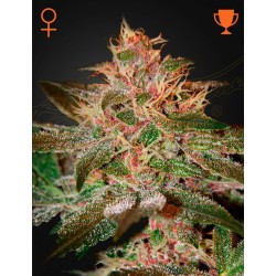 PURE KUSH · Green House Seeds · kenevir tohum · Disi · Fem