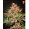 PURE KUSH · Green House Seeds · cannabis seeds · Fem