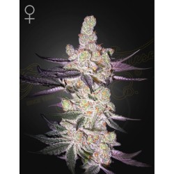 RAZUBERI · Green House Seeds · kenevir tohumu · Disi · Fem