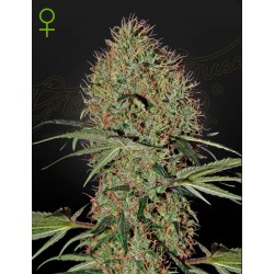 SUPER BUD  AUTO · Green House Seeds · kenevir tohum · Disi · Auto Fem