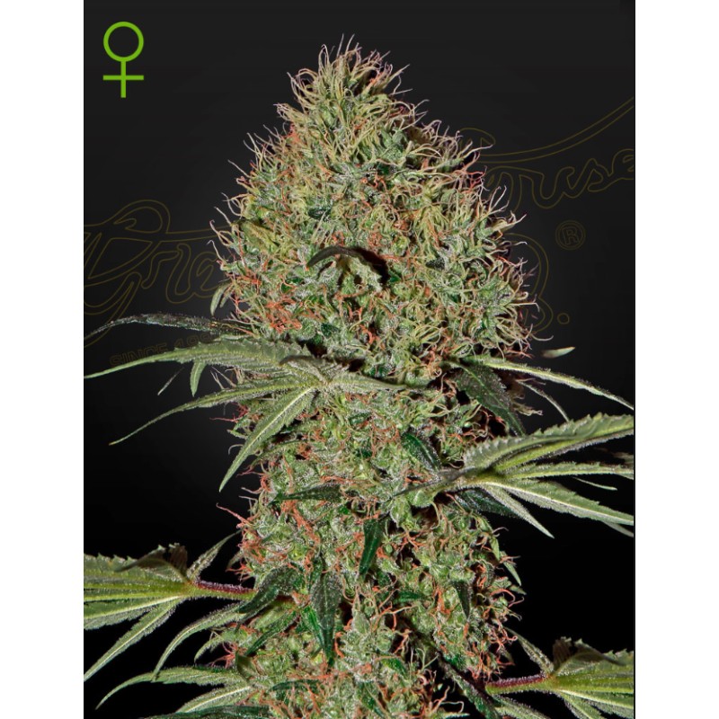 SUPER BUD  AUTO · Green House Seeds · kenevir tohum · Disi · Auto Fem