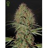 SUPER BUD  AUTO · Green House Seeds · kenevir tohum · Disi · Auto Fem