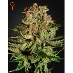 SUPER BUD · Green House Seeds · kenevir tohum · Disi · Fem