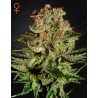 SUPER BUD · Green House Seeds · kenevir tohum · Disi · Fem