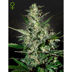 SUPER CRITICAL AUTO · Green House Seeds · kenevir tohum · Disi · AutoFem
