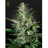 SUPER CRITICAL AUTO · Green House Seeds · kenevir tohum · Disi · AutoFem