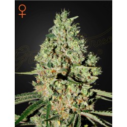 SUPER CRITICAL · Green House Seeds · cannabis seeds · Fem