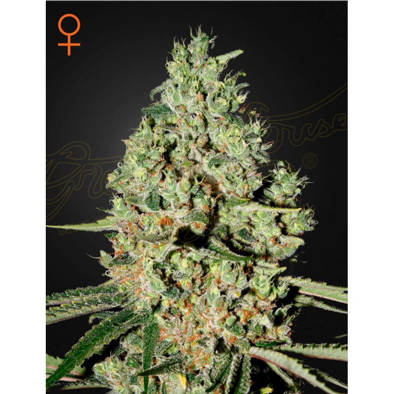 SUPER CRITICAL · Green House Seeds · kenevir tohum · Disi · Fem