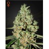 SUPER CRITICAL · Green House Seeds · kenevir tohum · Disi · Fem